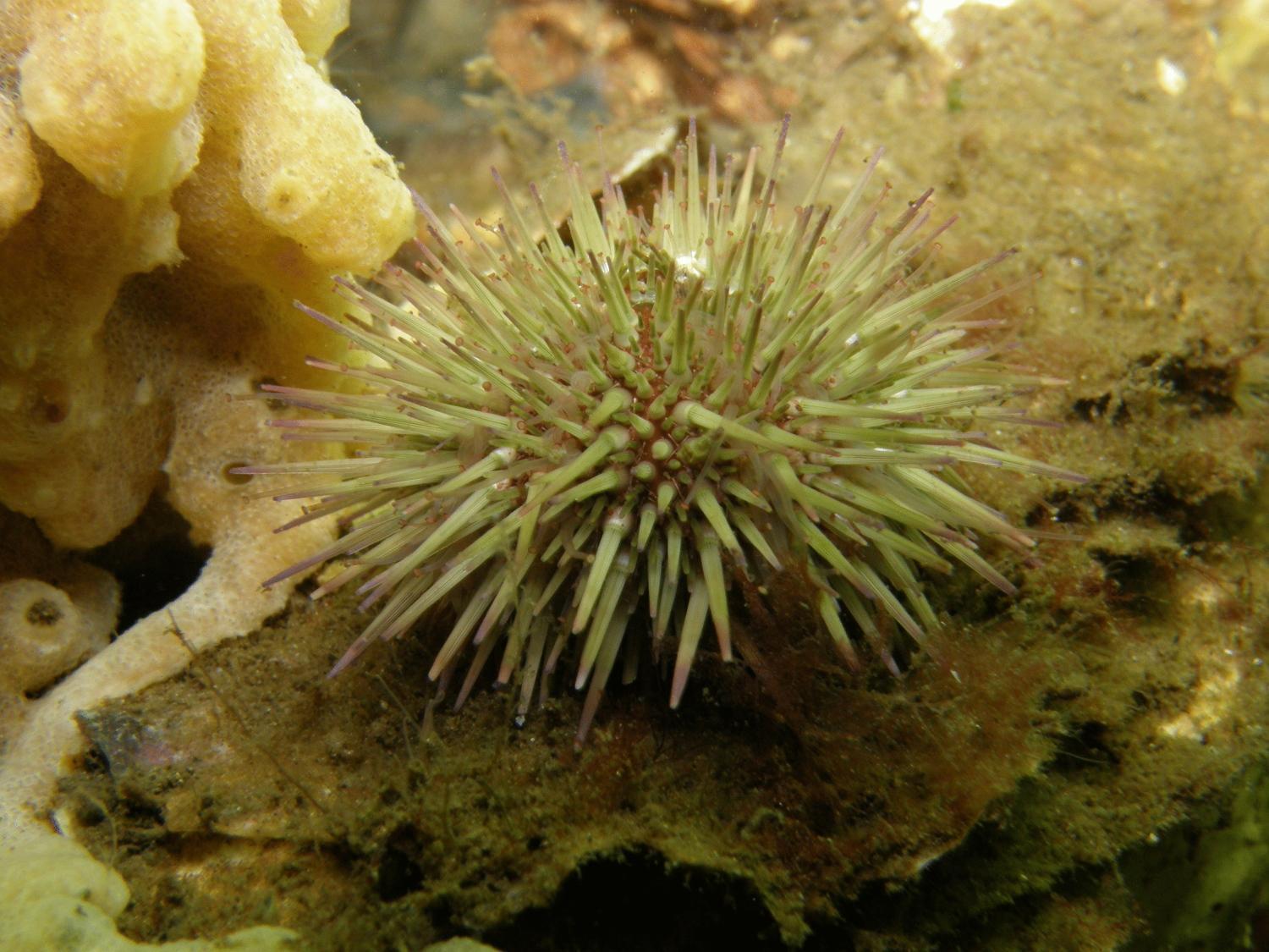 Zonnemaire Hofstede Villetta מראה חיצוני תמונה